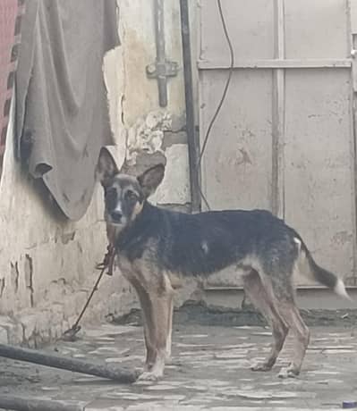 GERMAN SHEPHERD DOG AS ANIMAL