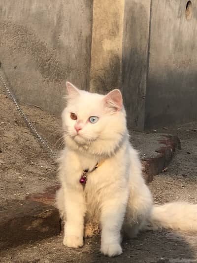 Persian Male