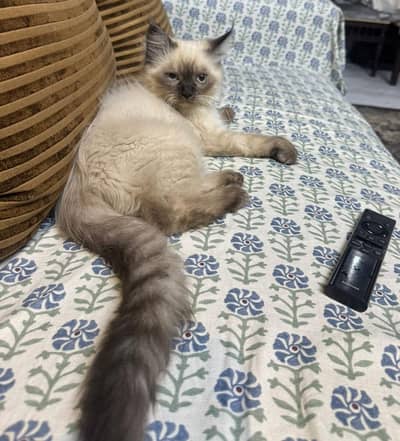 Cat for Sale