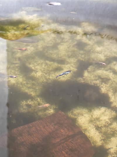 healthy home growth fishes