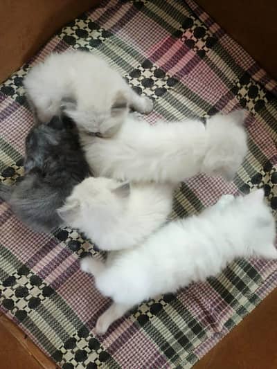 Siamese And Persian Kitten long hair females