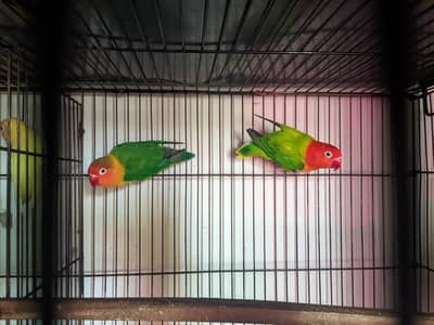 love birds for sale