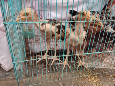 Aseel chicks