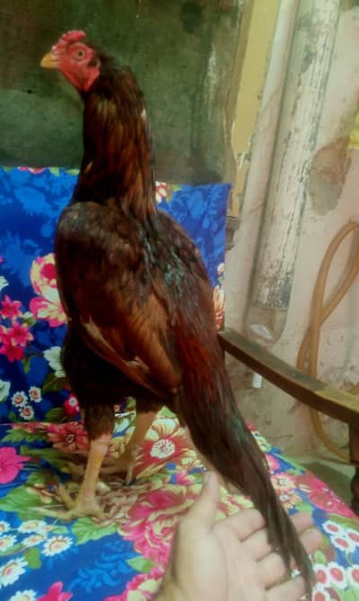 high quality khajuriya patha