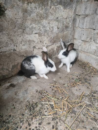 Rabbit pair 4 months age