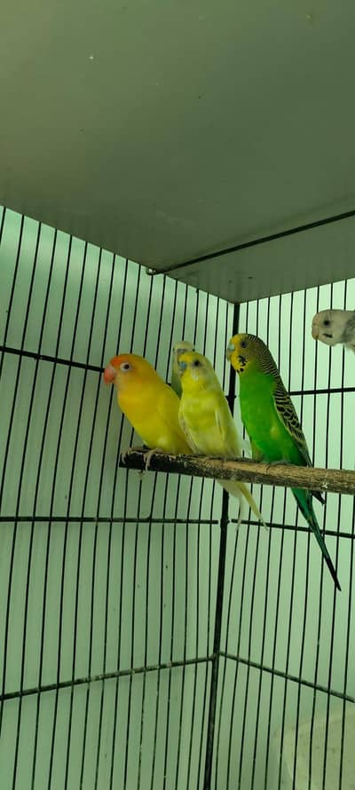 Birds For Sale