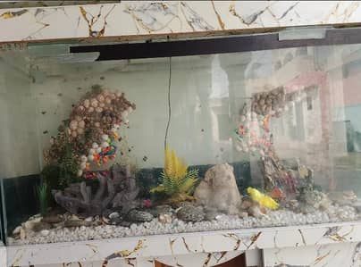 fish Aquarium