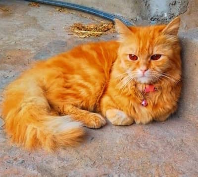 Persian cute Male Cat Brown eyes and Colour