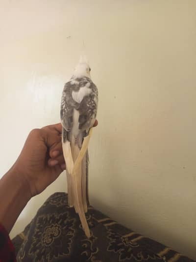 PROPER TAMED COCKTAIL PAIR FOR SALE ZERO BITE FRIENDLY  (READ AD)