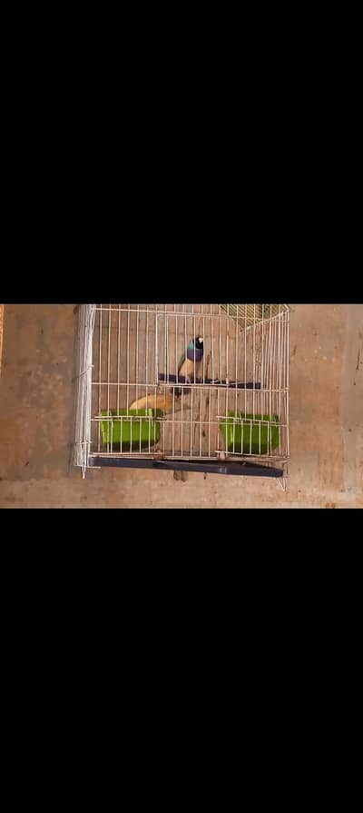 blue goldian male split blue female breader pair available