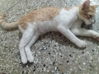 cat for sale