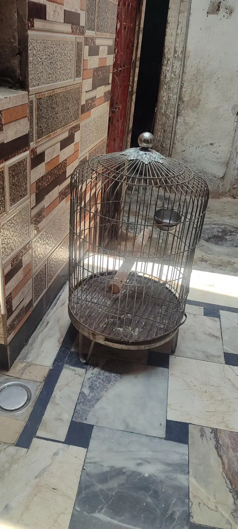 parrot galvanized cage 10 number wire — photo 3