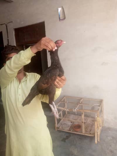 hen is good