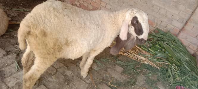 Male Sheep