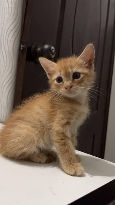 kitten Masha Allah fully healthy and active