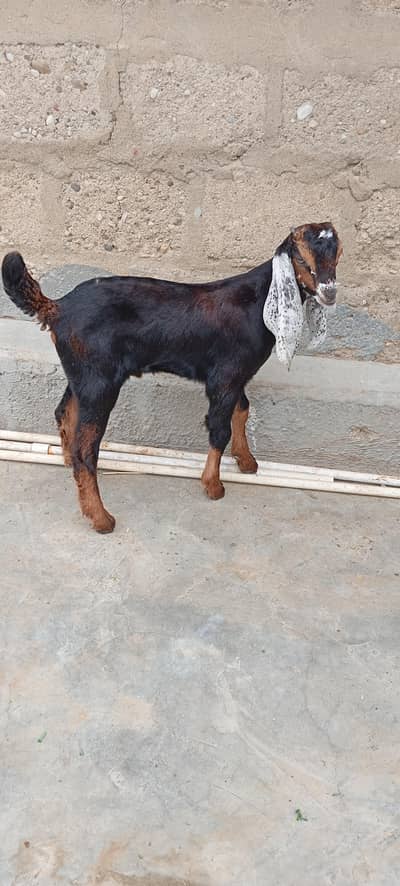 Bakra