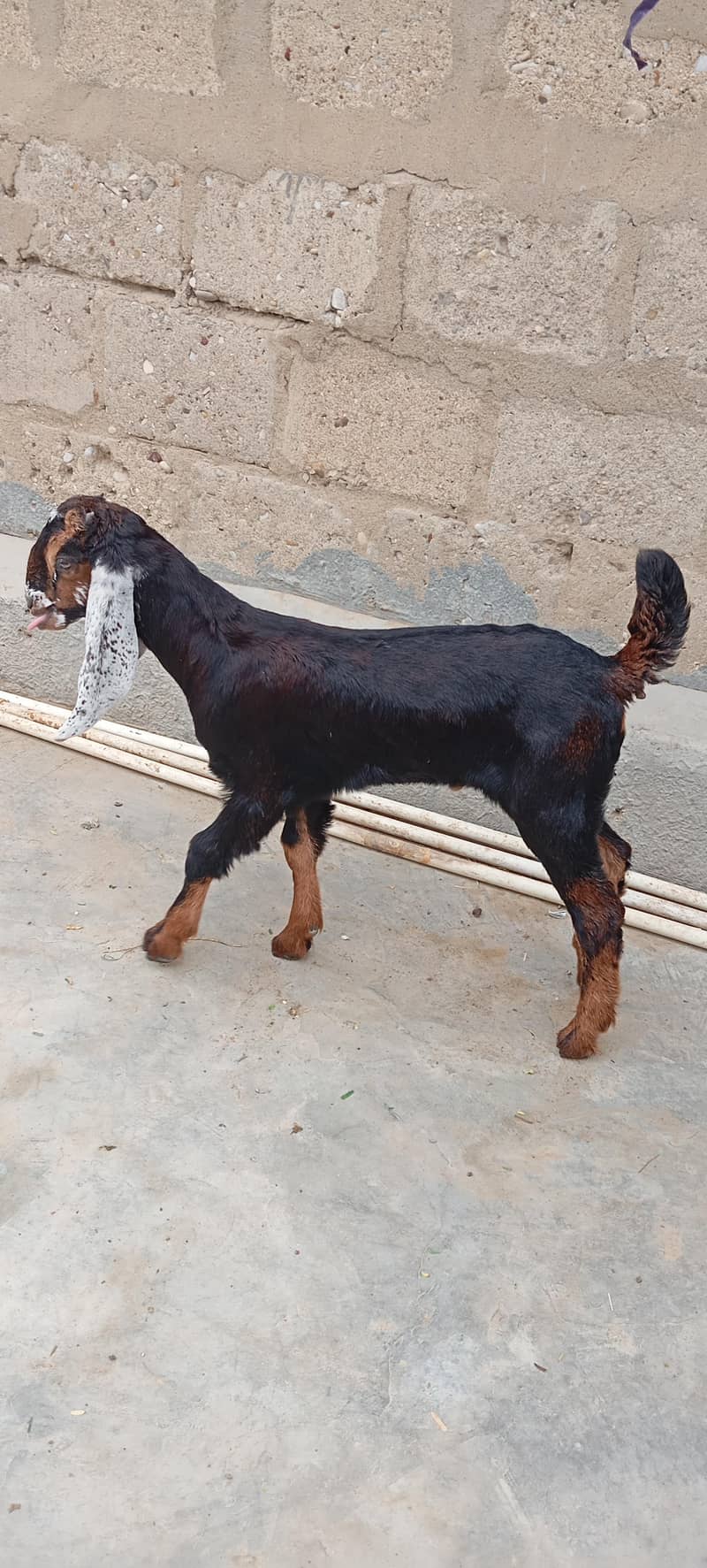 Bakra 1