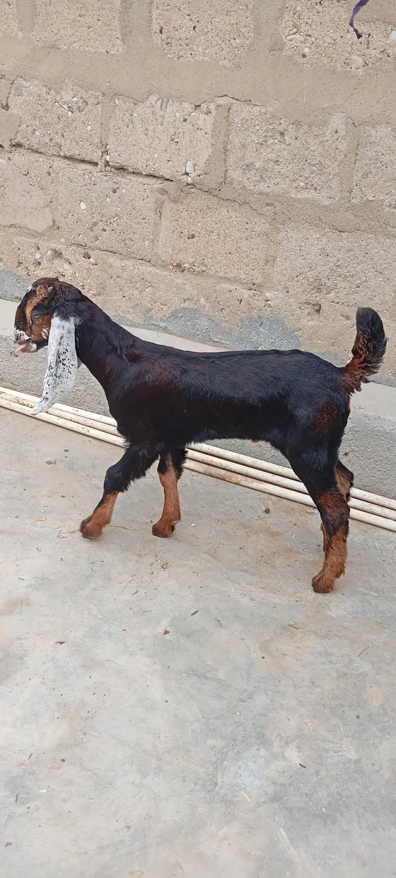 Bakra — photo 2