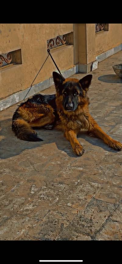 German shepherd male