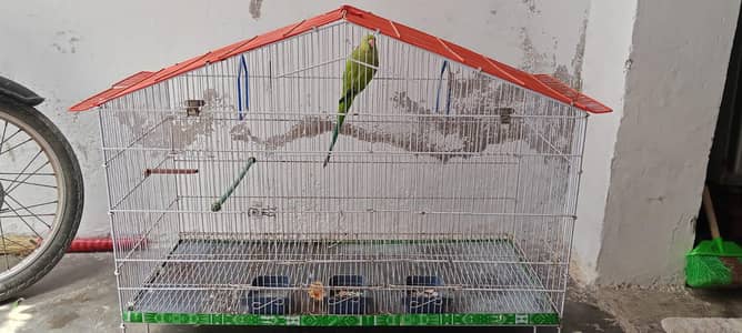 parrot 