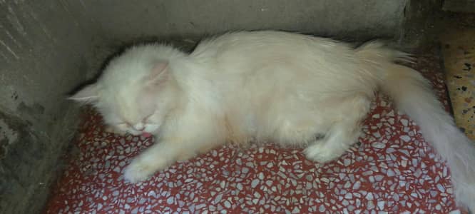 parsion cat