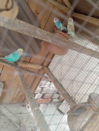 Breeder Pair and Breeder male and cage for sale
