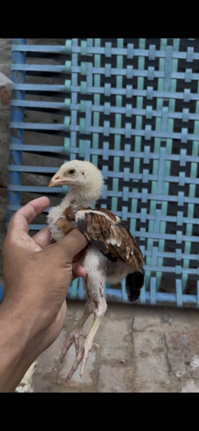 Aseel Chicks