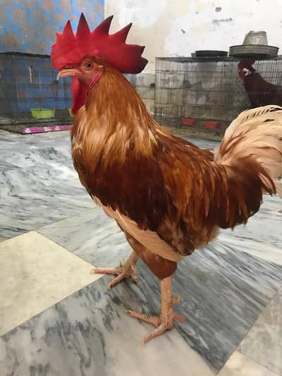 golden misari male