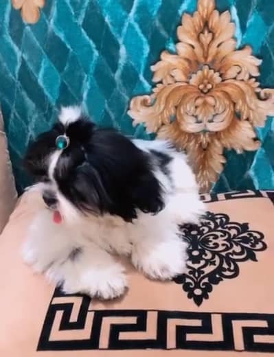 Ccute  Pedigree shihtuz Puppies for Sale ( Cross poodle)
