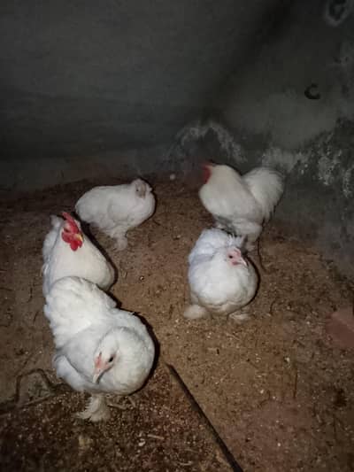 hen for sale