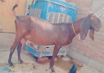 PURE NAGRI BAKRI OR BLACK NAGRA BACHA