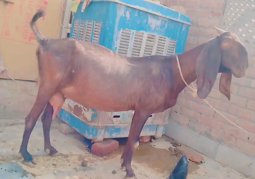PURE NAGRI BAKRI OR BLACK NAGRA BACHA