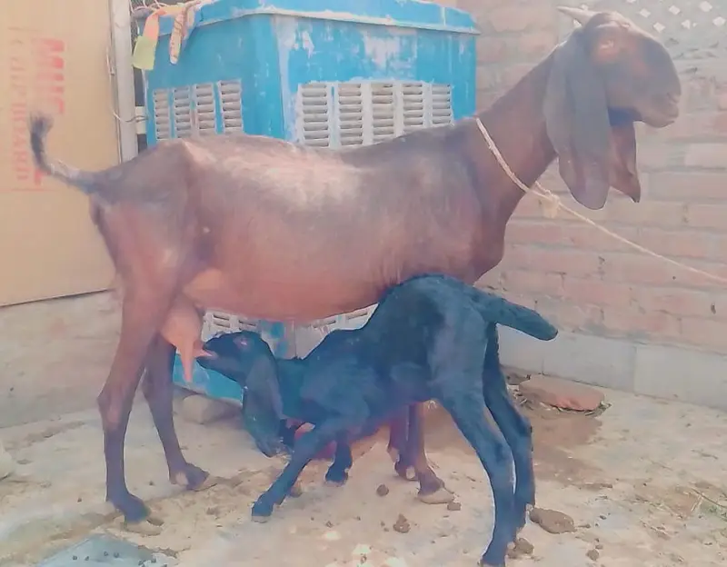 PURE NAGRI BAKRI OR BLACK NAGRA BACHA — photo 2