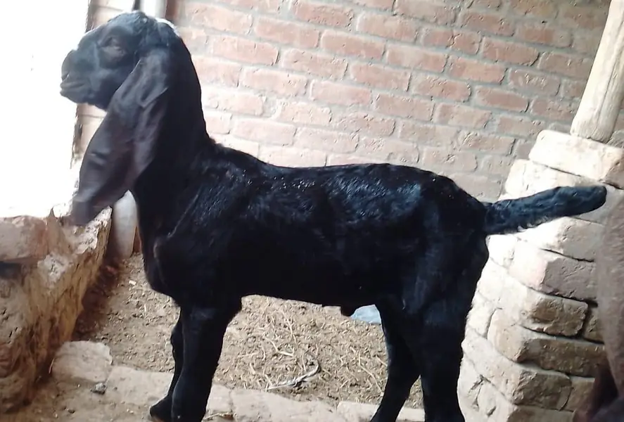 PURE NAGRI BAKRI OR BLACK NAGRA BACHA — photo 3