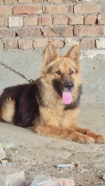 German Shepherd