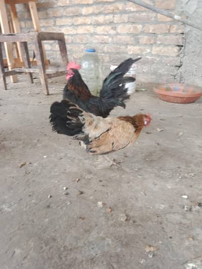 English Game pair And Chicks