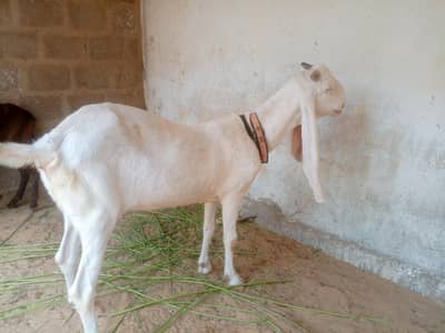 GULABI RAJANPURI BAKRI- GOAT DOR SALE