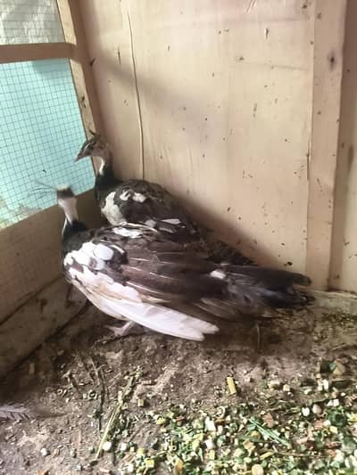 peacock for sale