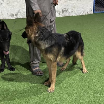 Very active play full pair black male brown female