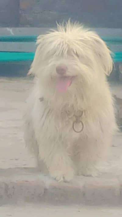 dog for sale