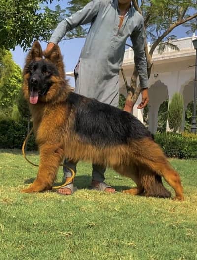 Extreme quality German shepherd proper long coat male 8 month age