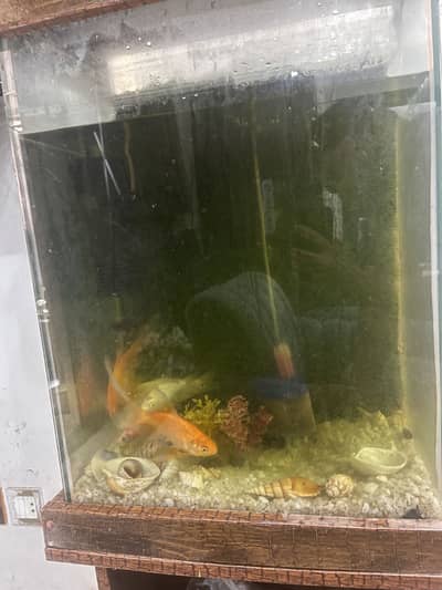 Fish full Aquarium system