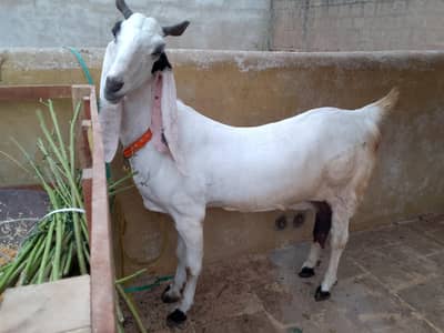 jumbo size bakri 03102793323