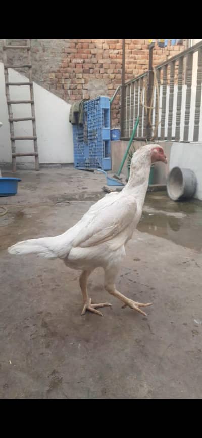 Shamo female|White king shamo female|Shamo|king shamo|white shamo