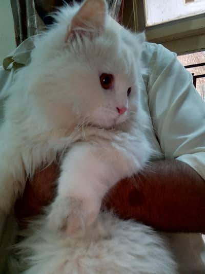 Turkish angora male available for mating