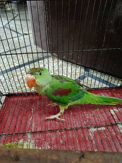 raw parrots full tame