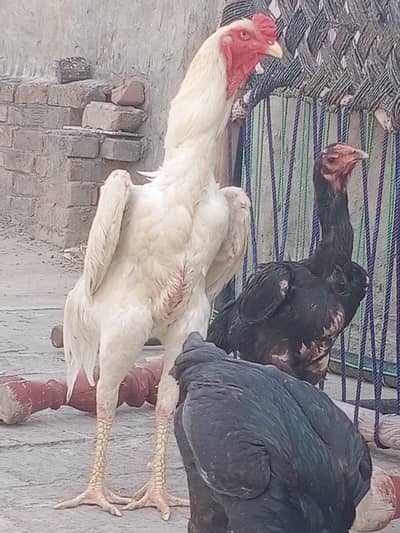 German Shamo murga  for sale