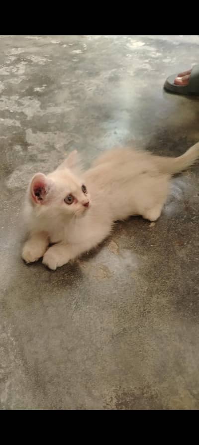 White Cat for Sale – Healthy & Friendly