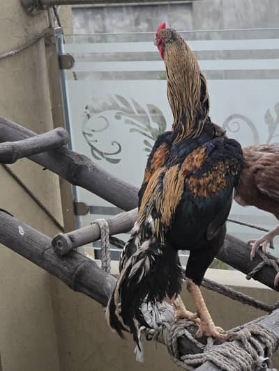 Long height Aseel  For Sale. .