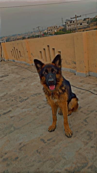 German shepherd male